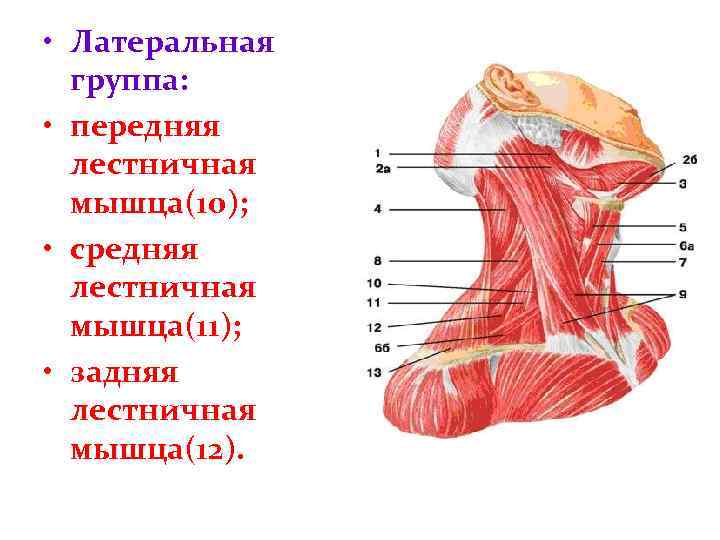 Где находится лестничная мышца у человека картинки