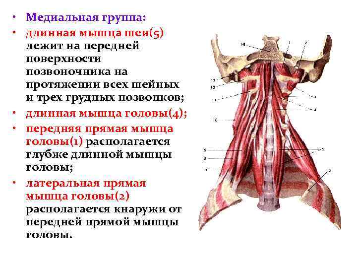  • Медиальная группа: • длинная мышца шеи(5) лежит на передней поверхности позвоночника на