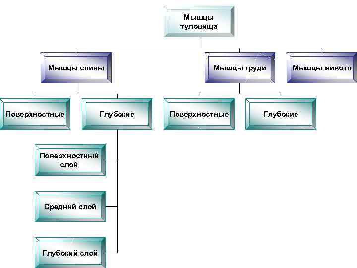 Мышцы туловища Мышцы спины Поверхностные Поверхностный слой Средний слой Глубокие Мышцы груди Поверхностные Мышцы