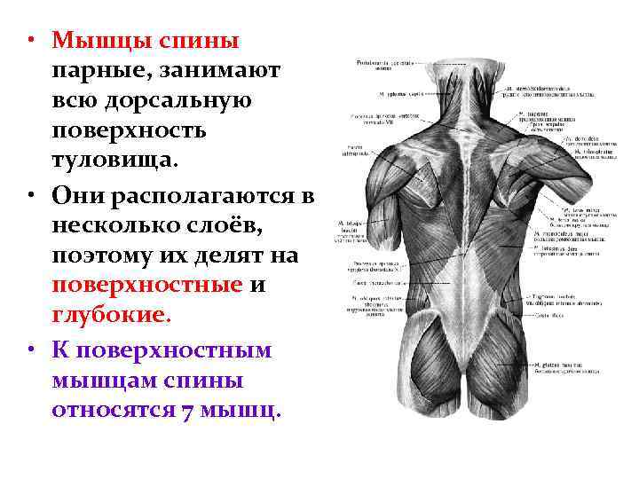 Анатомические области спины