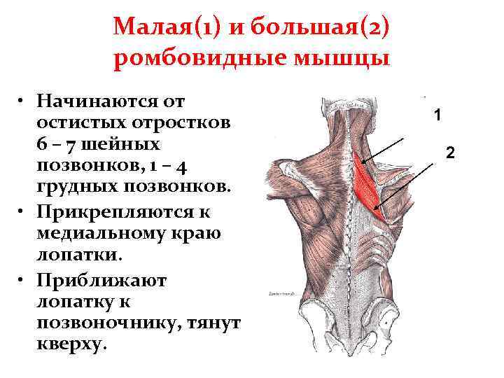 Малая(1) и большая(2) ромбовидные мышцы • Начинаются от остистых отростков 6 – 7 шейных