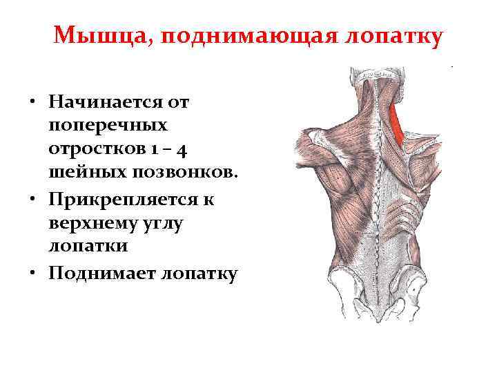 Мышца поднимающая лопатку картинка