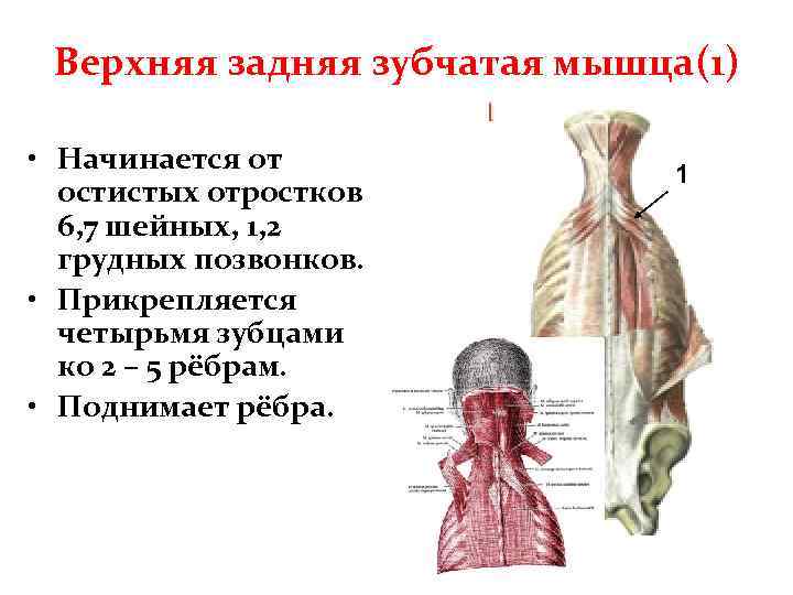 Верхняя задняя зубчатая мышца(1) • Начинается от остистых отростков 6, 7 шейных, 1, 2