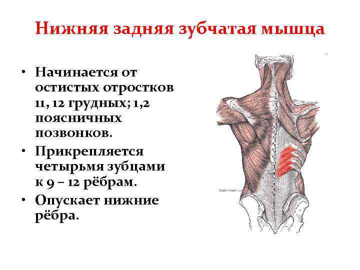 Нижняя задняя зубчатая мышца • Начинается от остистых отростков 11, 12 грудных; 1, 2