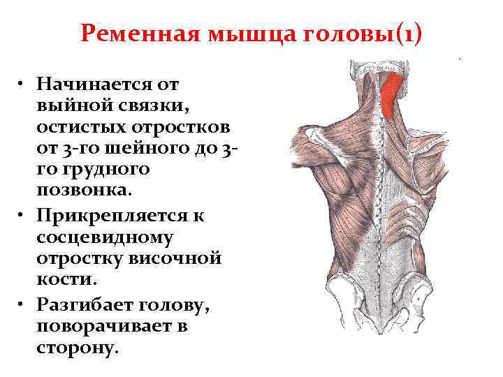 Ременная мышца головы(1) • Начинается от выйной связки, остистых отростков от 3 -го шейного