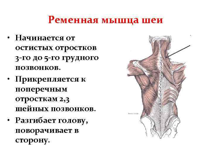 Ременная мышца шеи • Начинается от остистых отростков 3 -го до 5 -го грудного