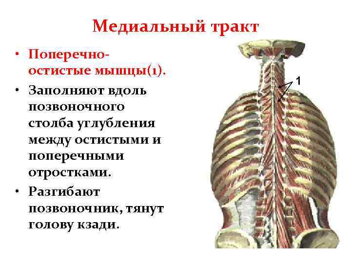 Медиальный тракт • Поперечноостистые мышцы(1). • Заполняют вдоль позвоночного столба углубления между остистыми и