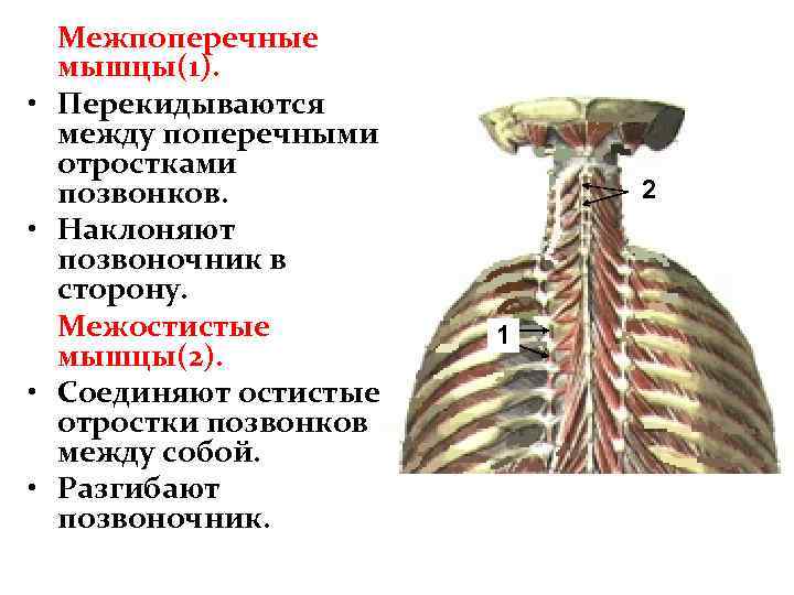 Межпоперечные мышцы(1). • Перекидываются между поперечными отростками позвонков. • Наклоняют позвоночник в сторону. Межостистые