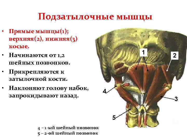 Подзатылочные мышцы • Прямые мышцы(1); верхняя(2), нижняя(3) косые. • Начинаются от 1, 2 шейных