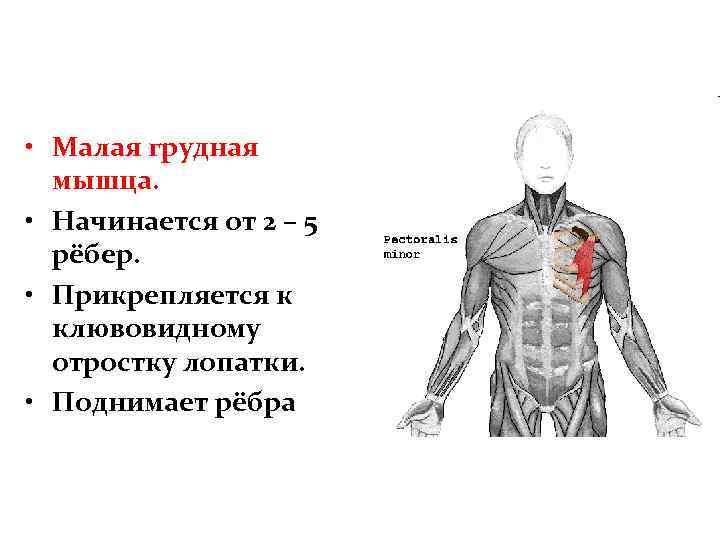  • Малая грудная мышца. • Начинается от 2 – 5 рёбер. • Прикрепляется