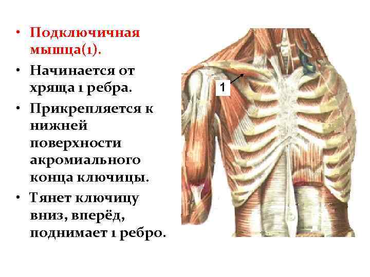  • Подключичная мышца(1). • Начинается от хряща 1 ребра. • Прикрепляется к нижней