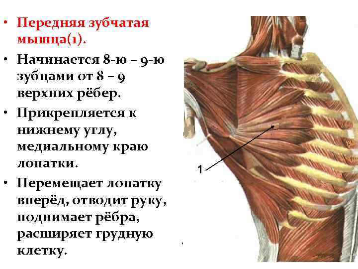  • Передняя зубчатая мышца(1). • Начинается 8 -ю – 9 -ю зубцами от