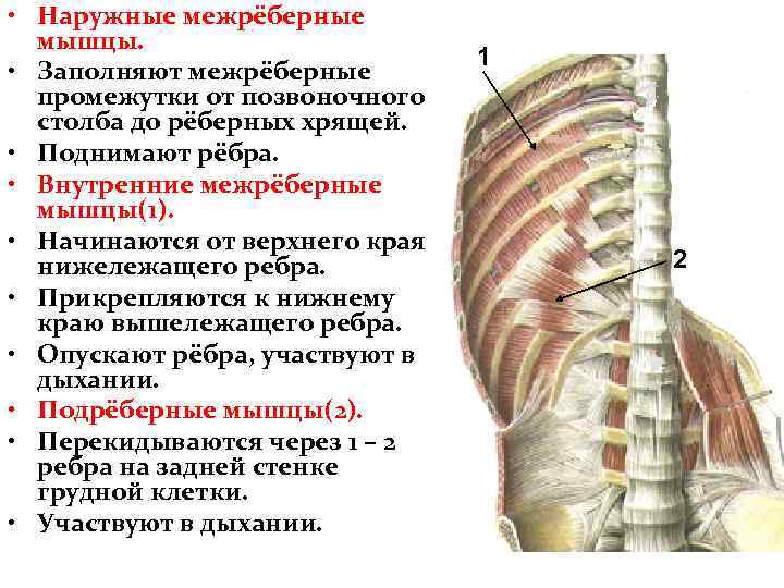  • Наружные межрёберные мышцы. • Заполняют межрёберные промежутки от позвоночного столба до рёберных