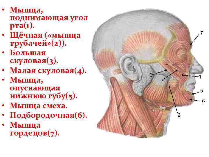 Мышца смеха