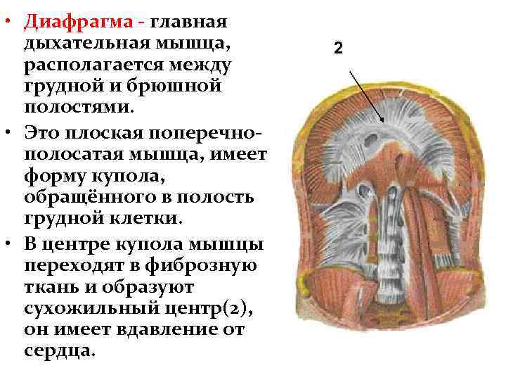 Дыхательная мышца диафрагма на рисунке