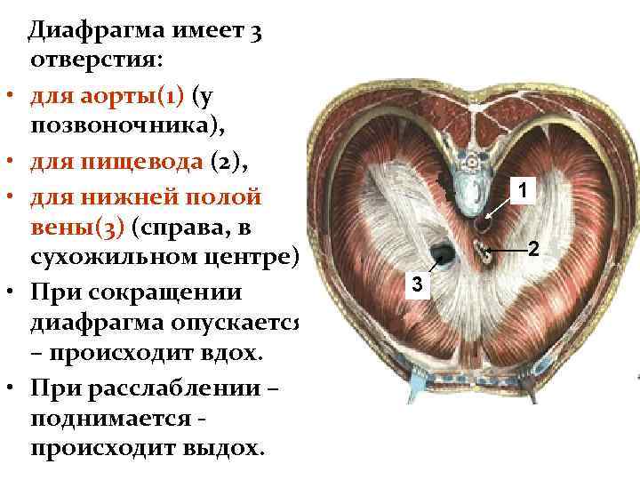  • • • Диафрагма имеет 3 отверстия: для аорты(1) (у позвоночника), для пищевода