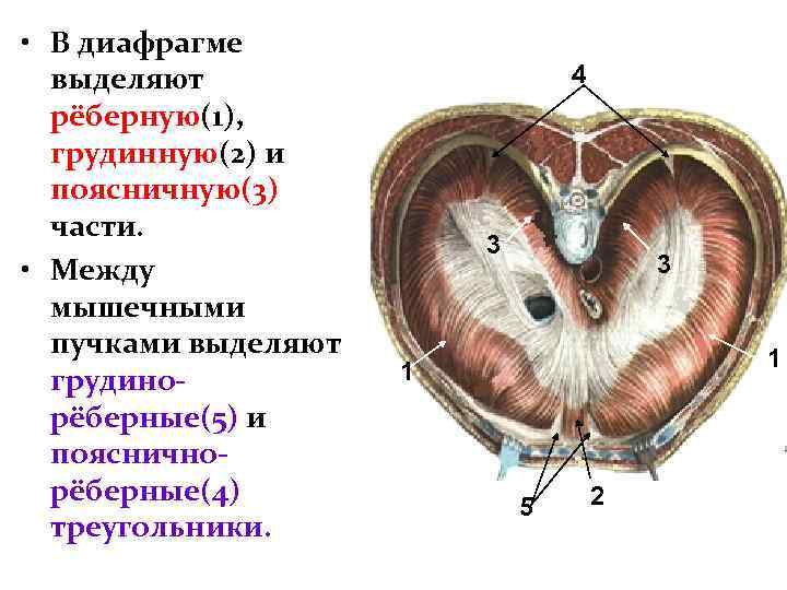  • В диафрагме выделяют рёберную(1), грудинную(2) и поясничную(3) части. • Между мышечными пучками