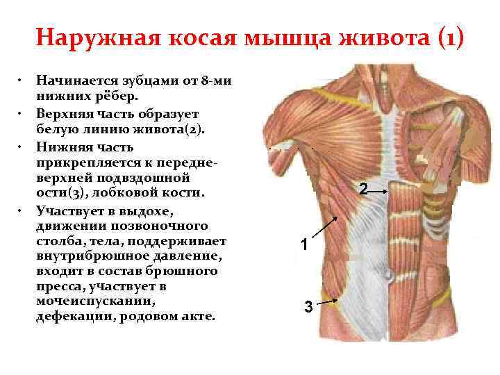 Наружная косая мышца живота (1) • • Начинается зубцами от 8 -ми нижних рёбер.