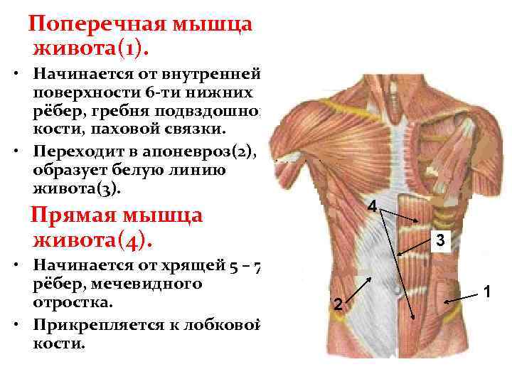 Поперечная мышца живота фото