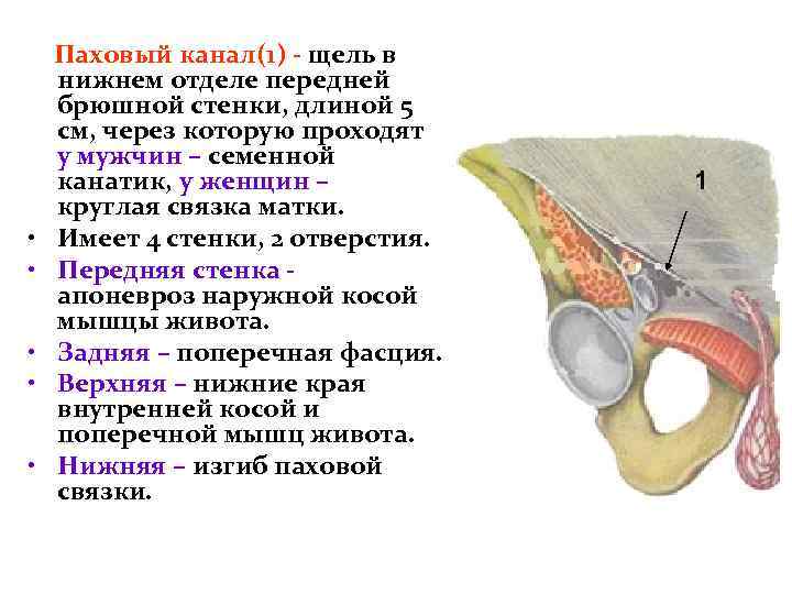  • • • Паховый канал(1) - щель в нижнем отделе передней брюшной стенки,