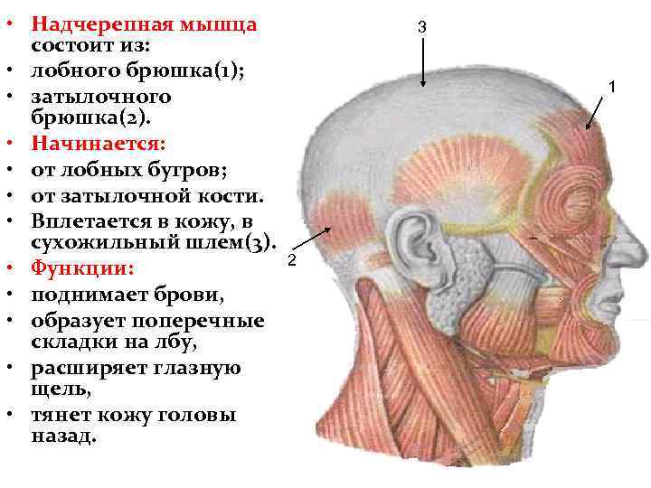 Где находится затылок фото