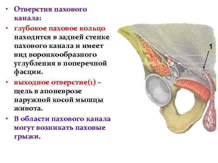  • Отверстия пахового канала: • глубокое паховое кольцо находится в задней стенке пахового