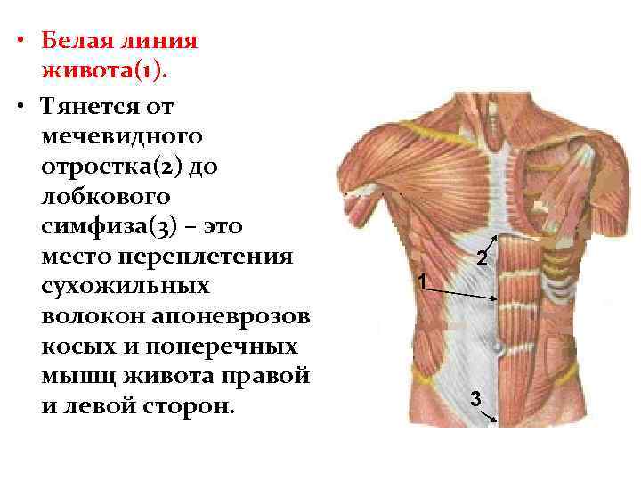 Белая линия живота фото