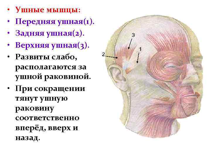  • • • Ушные мышцы: Передняя ушная(1). Задняя ушная(2). Верхняя ушная(3). Развиты слабо,