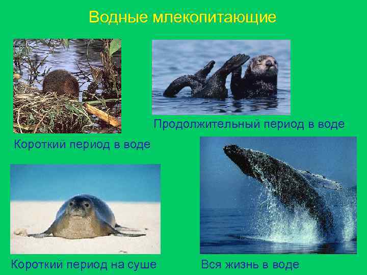 Презентация водные млекопитающие 7 класс