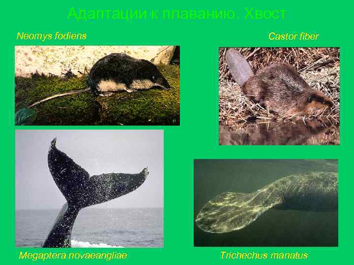 Адаптации к плаванию. Хвост Neomys fodiens Megaptera novaeangliae Castor fiber Trichechus manatus 