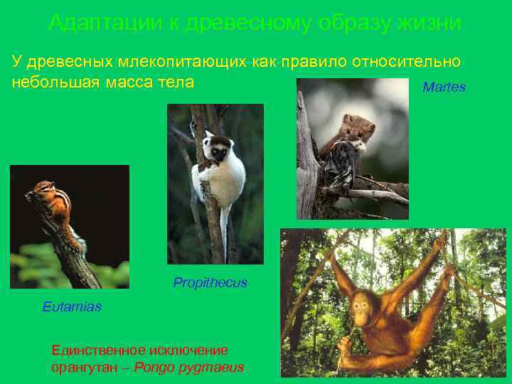 Наземное млекопитающее примеры. Адаптации древесных млекопитающих. Наземно древесные млекопитающие. Образ жизни млекопитающих.