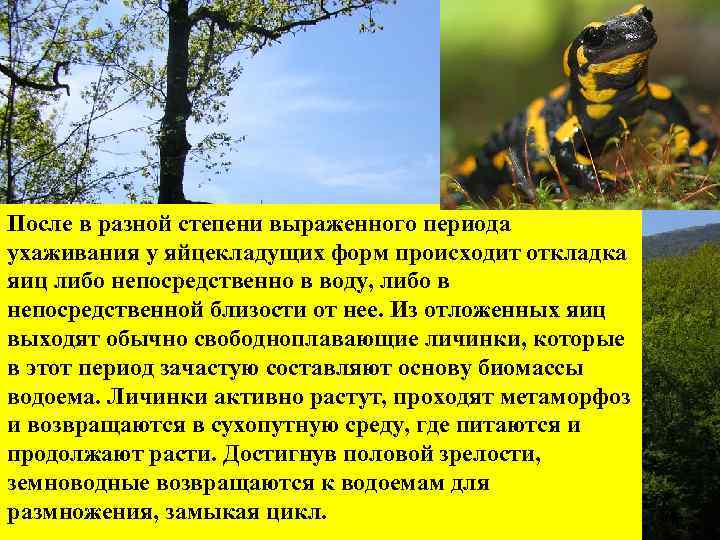 После в разной степени выраженного периода ухаживания у яйцекладущих форм происходит откладка яиц либо