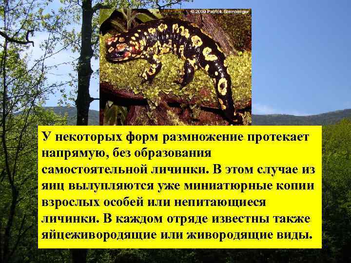 У некоторых форм размножение протекает напрямую, без образования самостоятельной личинки. В этом случае из