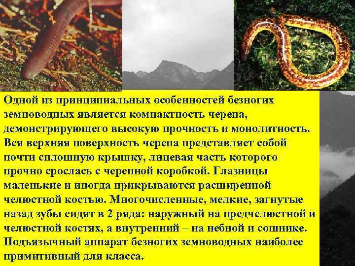 Одной из принципиальных особенностей безногих земноводных является компактность черепа, демонстрирующего высокую прочность и монолитность.