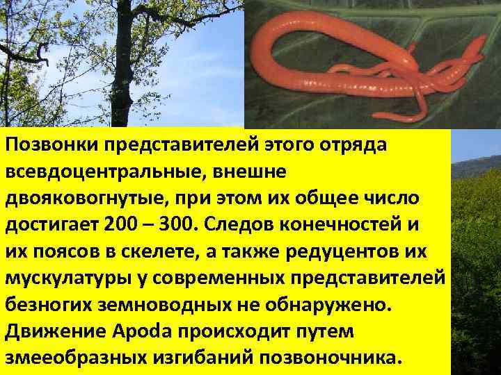 Позвонки представителей этого отряда всевдоцентральные, внешне двояковогнутые, при этом их общее число достигает 200