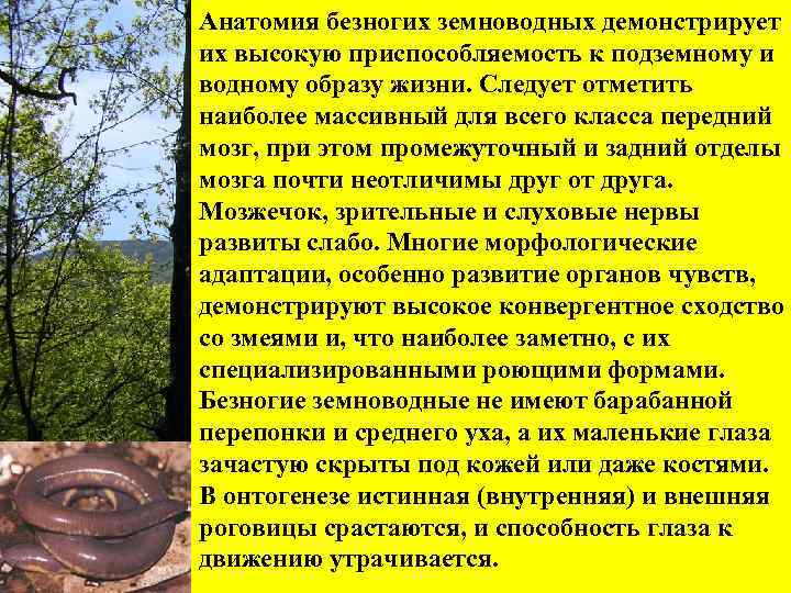 Анатомия безногих земноводных демонстрирует их высокую приспособляемость к подземному и водному образу жизни. Следует