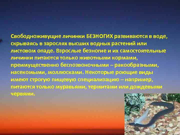 Свободноживущие личинки БЕЗНОГИХ развиваются в воде, скрываясь в зарослях высших водных растений или листовом