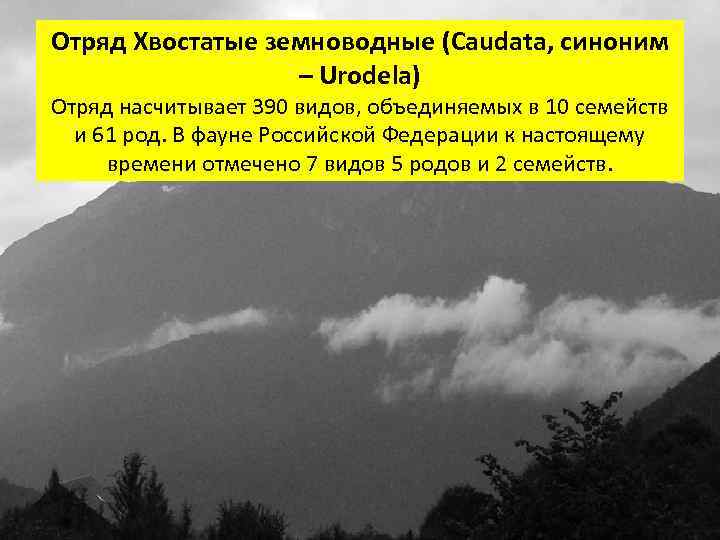 Отряд Хвостатые земноводные (Caudata, синоним – Urodela) Отряд насчитывает 390 видов, объединяемых в 10