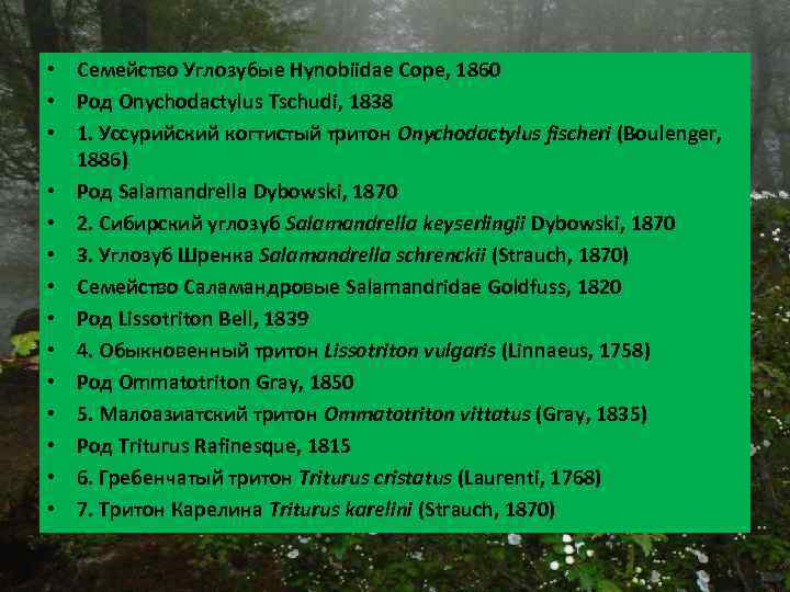  • Семейство Углозубые Hynobiidae Cope, 1860 • Род Onychodactylus Tschudi, 1838 • 1.
