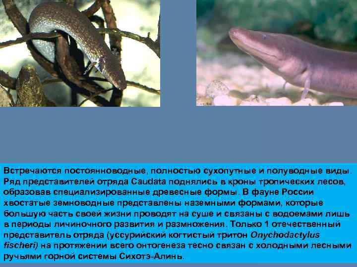 Встречаются постоянноводные, полностью сухопутные и полуводные виды. Ряд представителей отряда Caudata поднялись в кроны