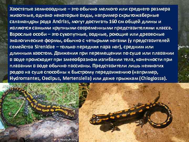 Хвостатые земноводные – это обычно мелкого или среднего размера животные, однако некоторые виды, например