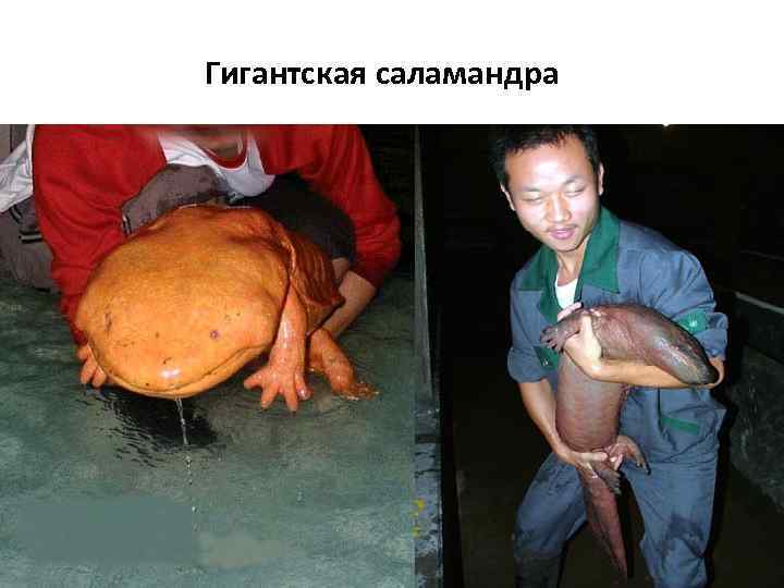 Гигантская саламандра 