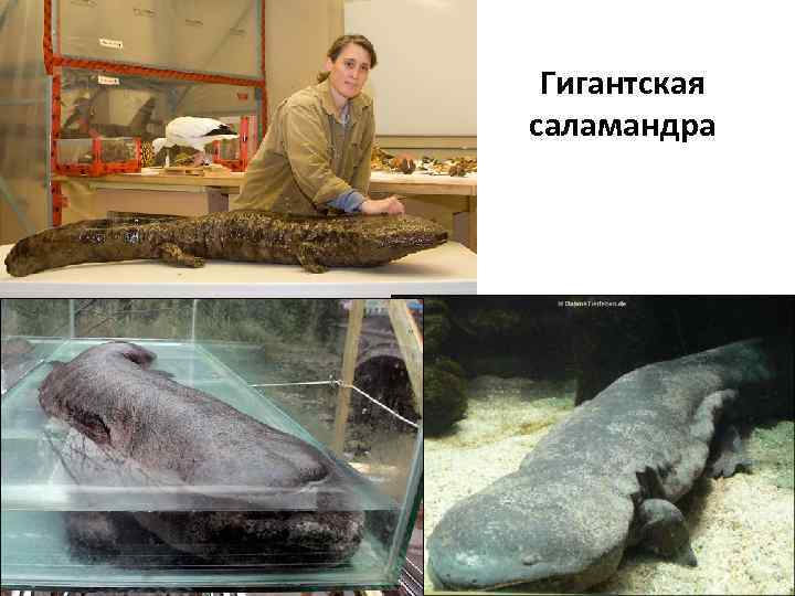 Гигантская саламандра 