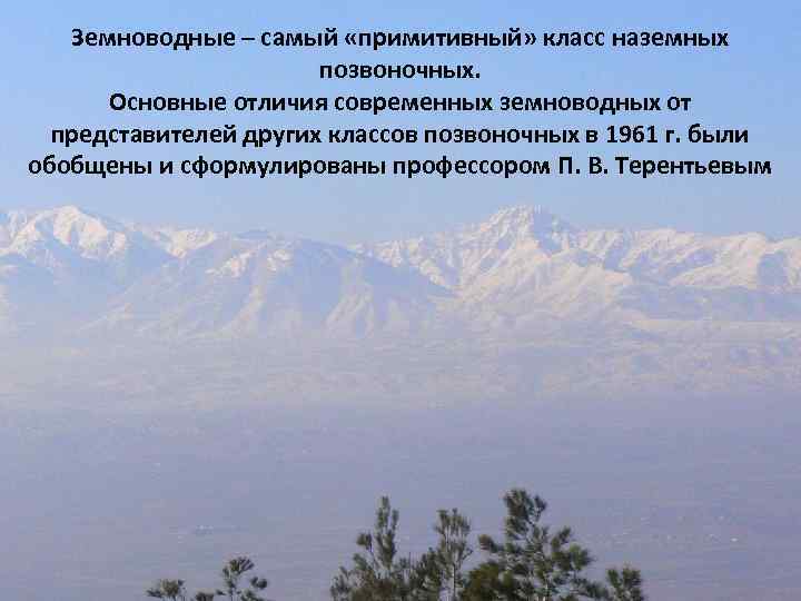 Земноводные – самый «примитивный» класс наземных позвоночных. Основные отличия современных земноводных от представителей других