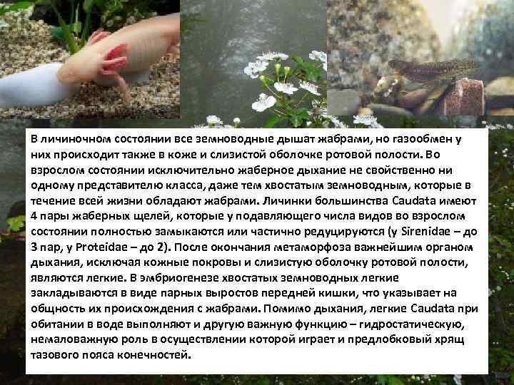 В личиночном состоянии все земноводные дышат жабрами, но газообмен у них происходит также в