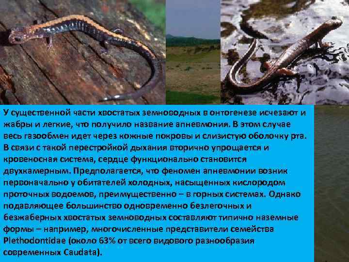 У существенной части хвостатых земноводных в онтогенезе исчезают и жабры и легкие, что получило