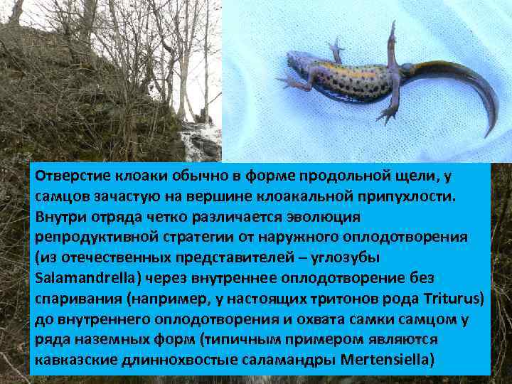 Отверстие клоаки обычно в форме продольной щели, у самцов зачастую на вершине клоакальной припухлости.