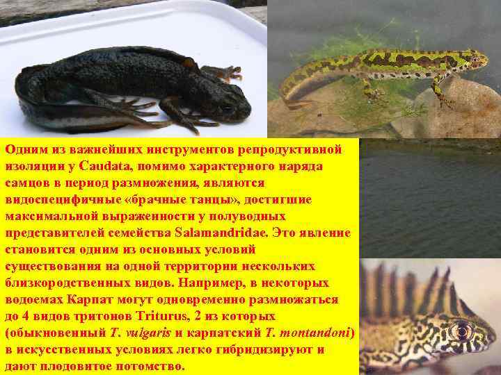 Одним из важнейших инструментов репродуктивной изоляции у Caudata, помимо характерного наряда самцов в период