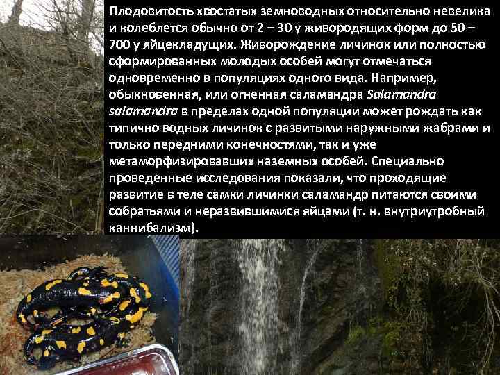 Плодовитость хвостатых земноводных относительно невелика и колеблется обычно от 2 – 30 у живородящих