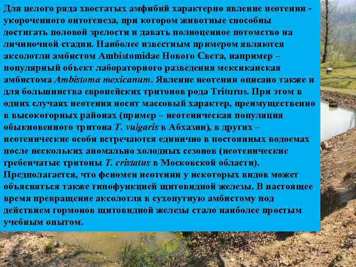 Для целого ряда хвостатых амфибий характерно явление неотении укороченного онтогенеза, при котором животные способны